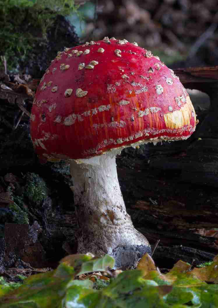 Fly Agaric Muscaria in a leafy glade.jpg