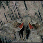 Poplar Hawk Moth .jpg