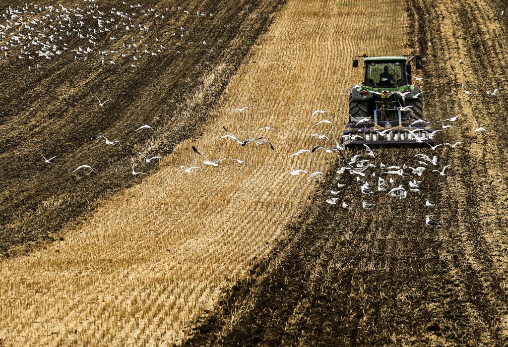 Harvest Feast.jpg