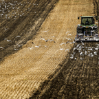 Harvest Feast.jpg