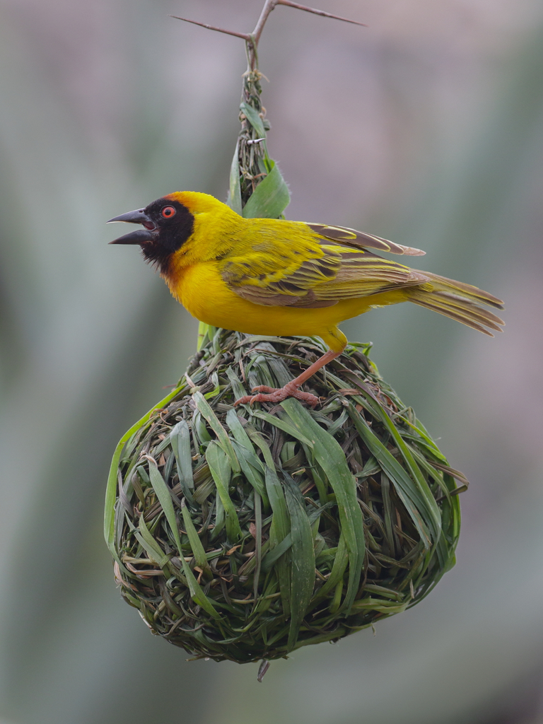 A Nesting Masked Weaver.JPG