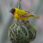 A Nesting Masked Weaver.JPG