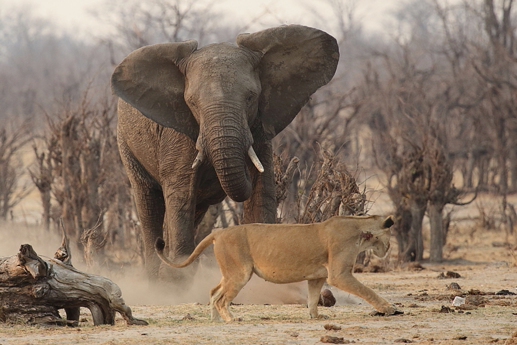 African Stand Off.JPG