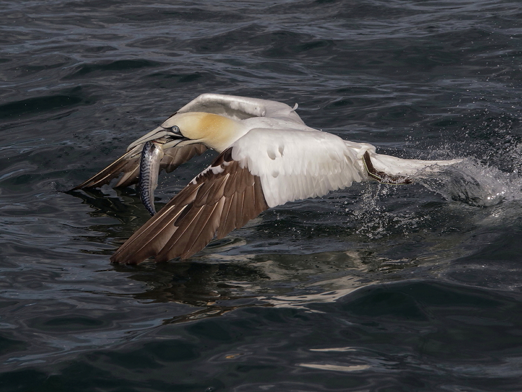 Gannet With Mackerel Catch.JPG