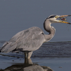 Grey Heron With Catch.JPG