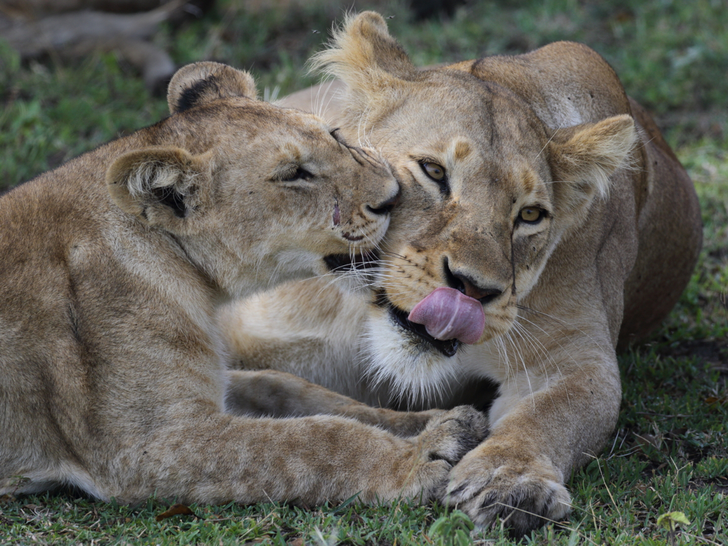 Lion Family Bonding.JPG