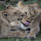 Lion Family Bonding.JPG