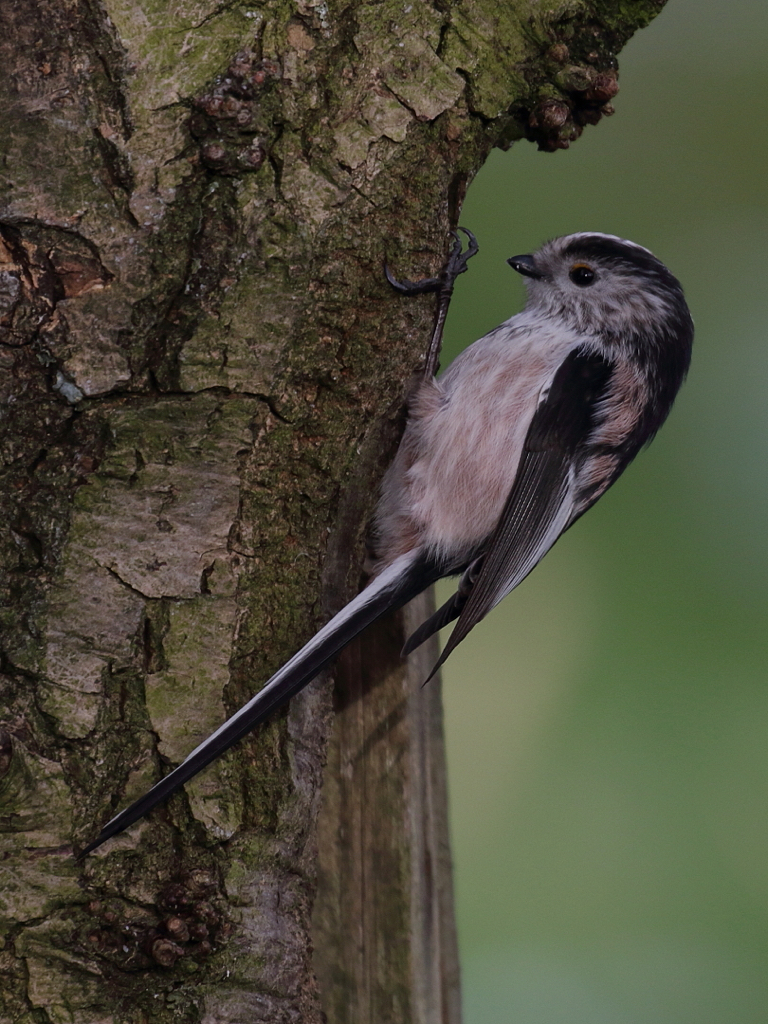 Long-tailed Tit.JPG