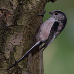 Long-tailed Tit.JPG