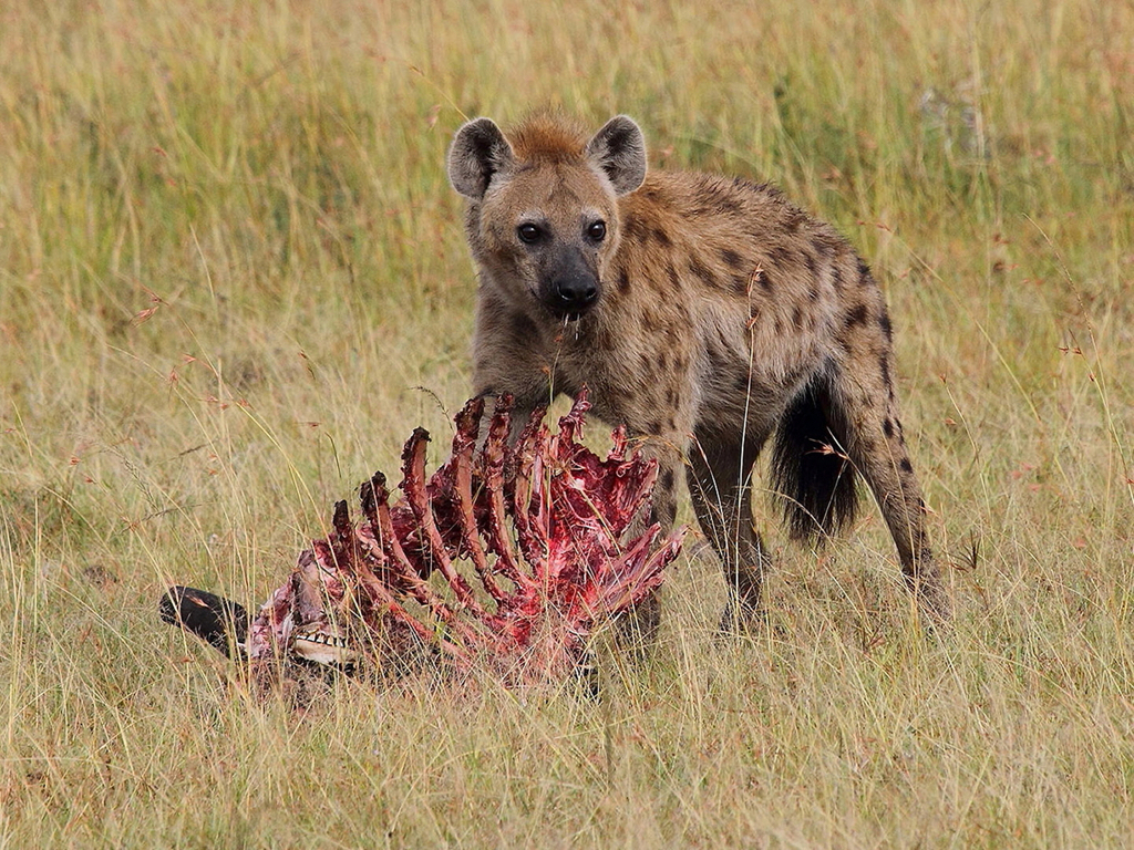 Spotted Hyena With Wildebeest Kill.JPG