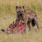 Spotted Hyena With Wildebeest Kill.JPG