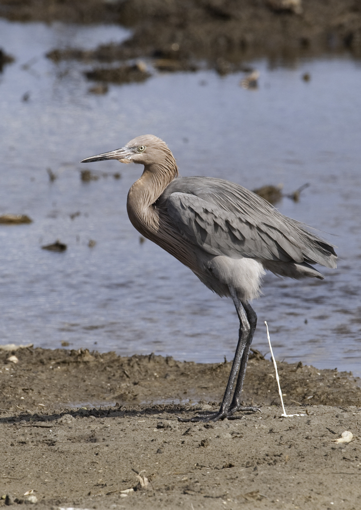 Reddish Egret.jpg