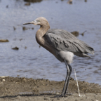 Reddish Egret.jpg