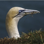 38-Gannet Nesting_6_NatHistory.jpg