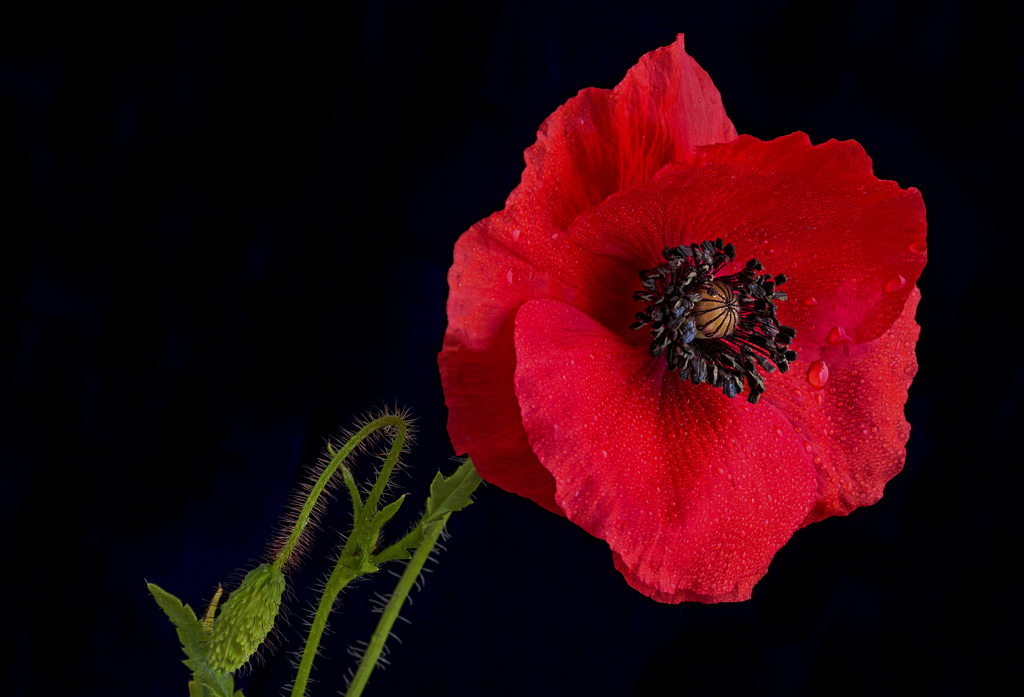 Lest we Forget.jpg