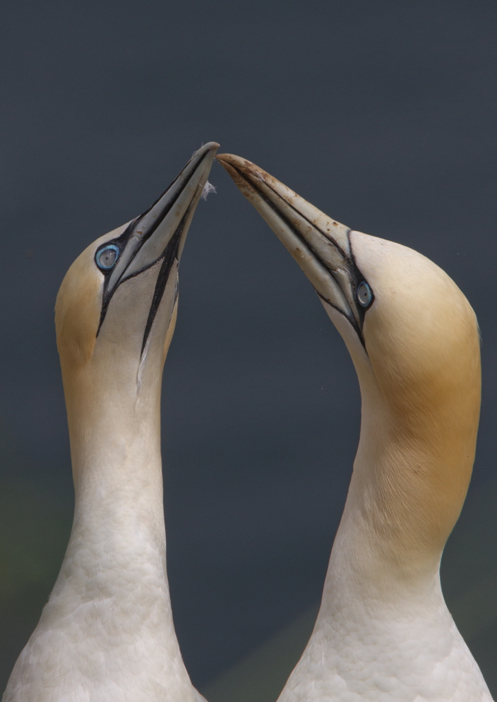 Gannets, touching bills_12_R2_A 1st.jpg