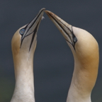 Gannets, touching bills_12_R2_A 1st.jpg