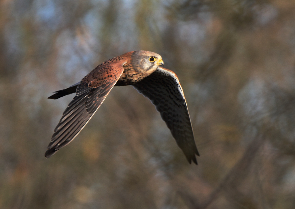 Kesterel - flygin through Potteric Carr .JPG