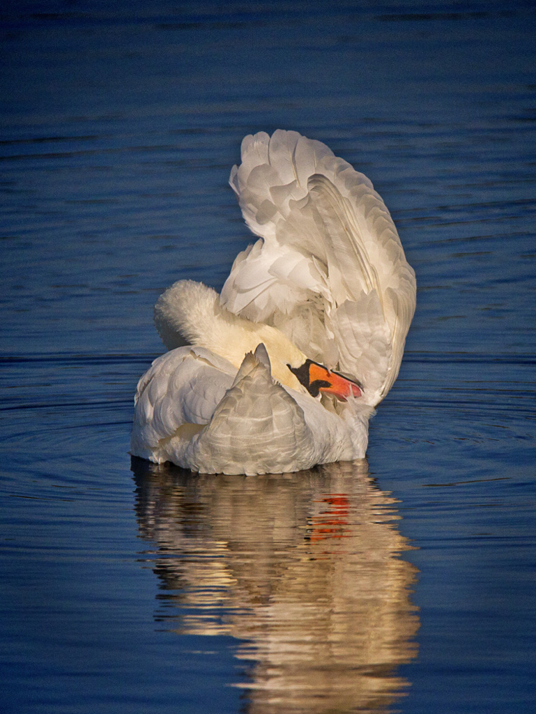 Mute Swan preening 12A October.jpg