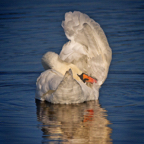 Mute Swan preening 12A October.jpg