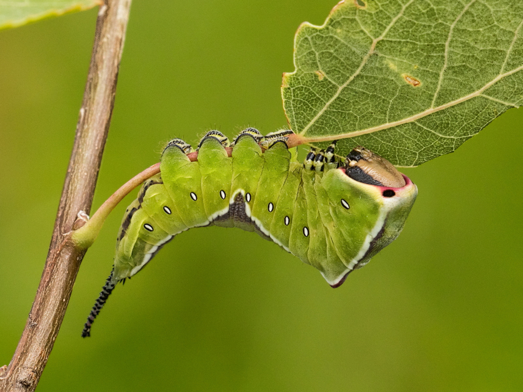 Puss Moth Caterpillar.JPG