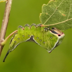 Puss Moth Caterpillar.JPG