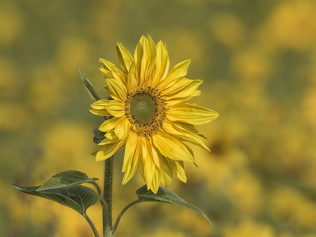 Sunflower.jpg