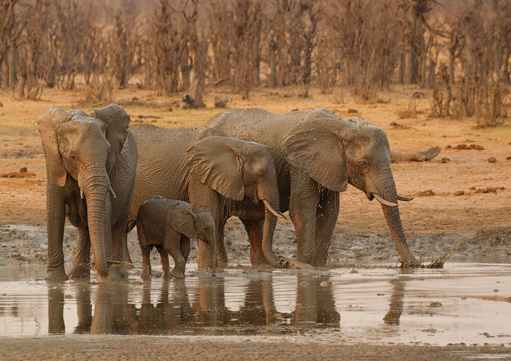 Elephants in the Golden Hour.jpg