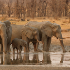 Elephants in the Golden Hour.jpg