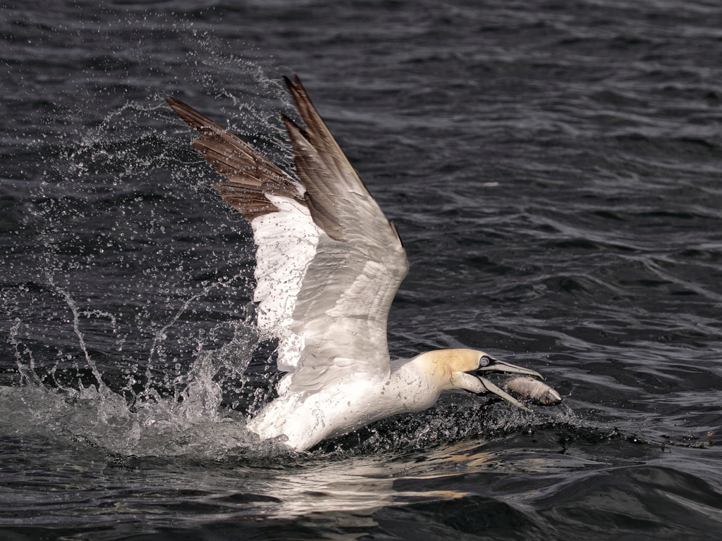 Gannet with Catch.JPG
