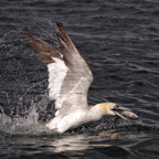 Gannet with Catch.JPG