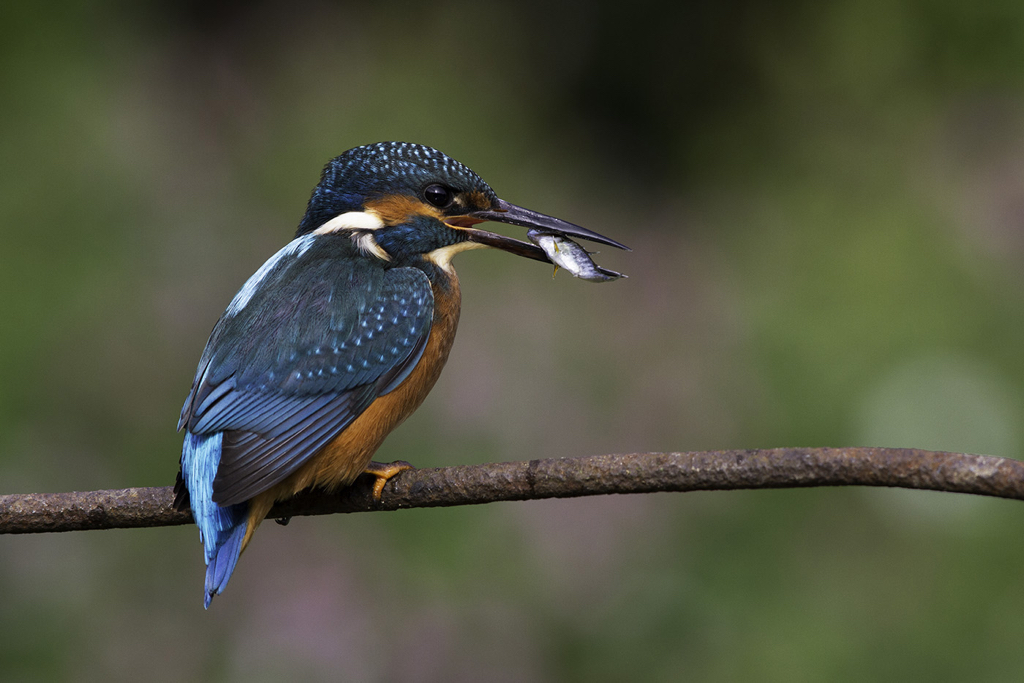 04_DP1079_KingfisherwithFish.jpg