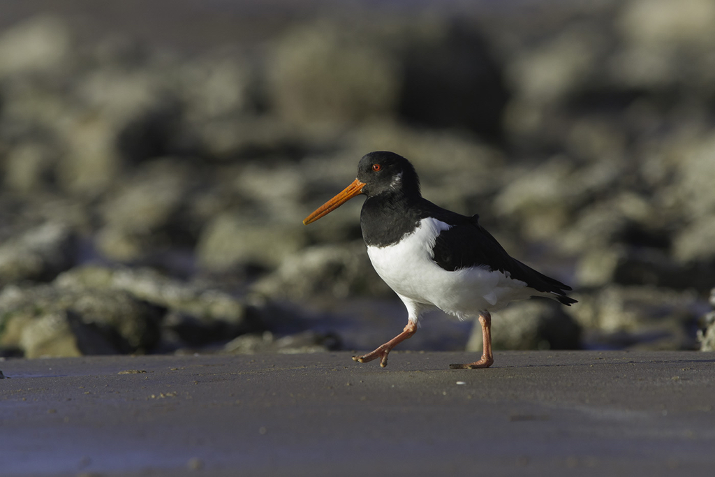 05_DP1079_Oystercatcher.jpg