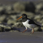 05_DP1079_Oystercatcher.jpg