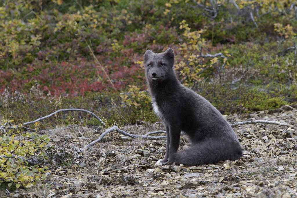 08_DP1079_ArcticFox.jpg