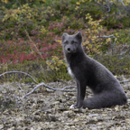 08_DP1079_ArcticFox.jpg