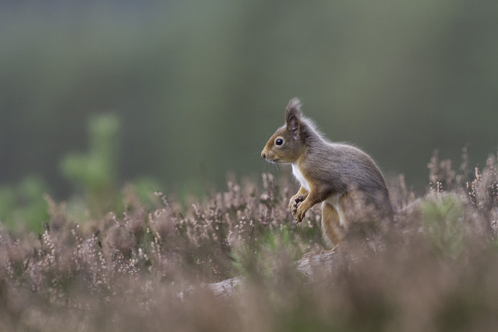 09_DP1079_RedSquirrel.jpg