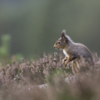 09_DP1079_RedSquirrel.jpg