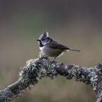 11_DP1079_CrestedTit.jpg