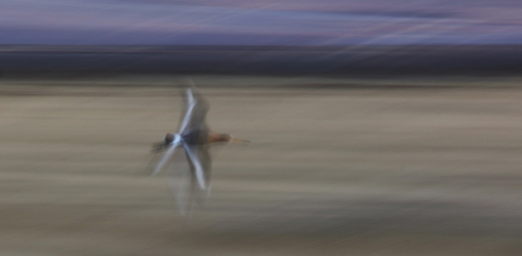 BLACKTAILED GODWIT.jpg