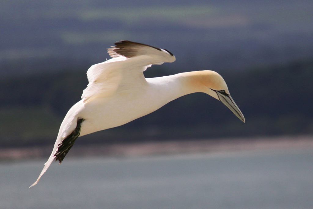 GANNET_IN_PROFILE.jpg