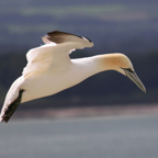 GANNET_IN_PROFILE.jpg